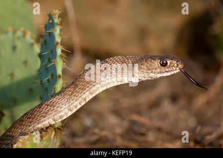 Western coachwhip snake Stock Photo