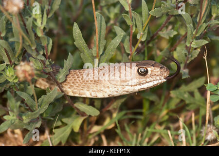 Western coachwhip snake Stock Photo