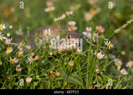 Western coachwhip snake Stock Photo