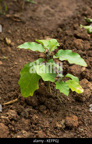 young eggplant seedlings on the vegetable bed Stock Photo