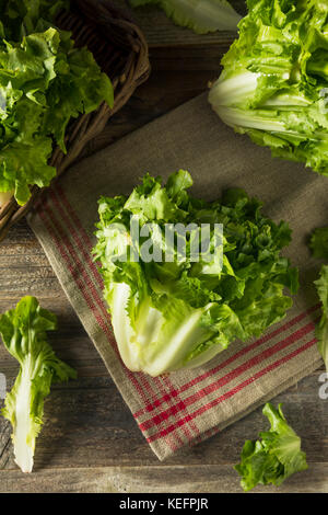 Raw Green Organic Escarole Lettuce Ready to Chop Stock Photo