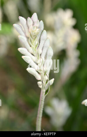 Closeup of kangaroo paw plant, anigozanthos, Australia Stock Photo