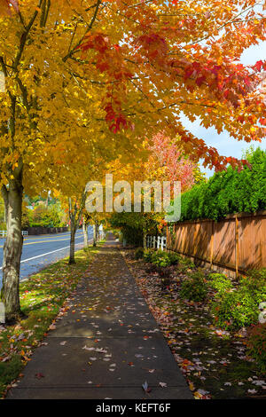Tree lined sidewalk in North American suburban neighborhood during fall season Stock Photo