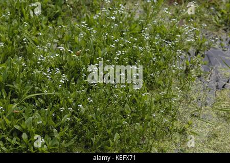 True Forget-me-not - Water Forget-me-not (Myosotis palustris - Myosotis scorpioides) flowering in summer Stock Photo