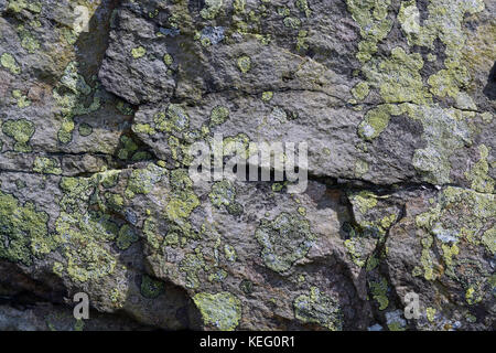 Lichen on Rocks, Northumberland Stock Photo