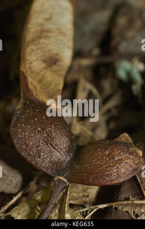 Maple Tree Seeds Samaras Close Up on Forest Soil Stock Photo