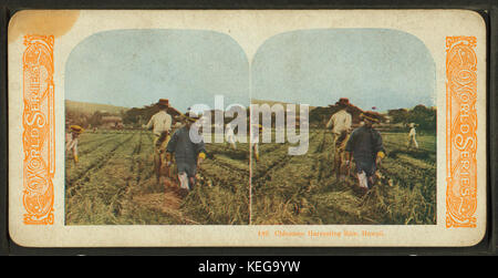 Chinamen harvesting rice, Hawaii, from Robert N Dennis collection of ...