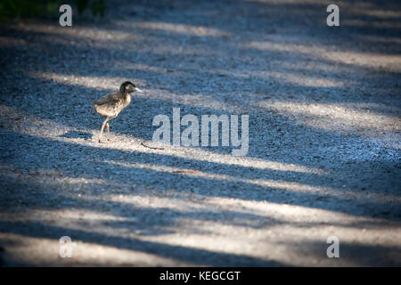 Water Rail (Rallus aquaticus) chick running a cross the road, Sweden. Stock Photo