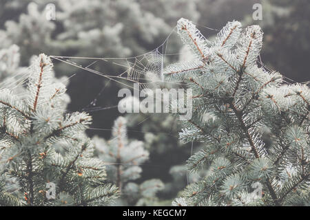 Macro view of needles of pine branches with a ramshackle background. Spider's web on a branch. Stock Photo