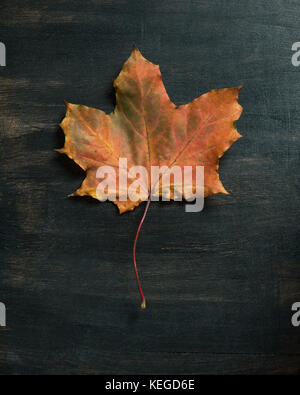 Fallen maple leaf on dark background Stock Photo