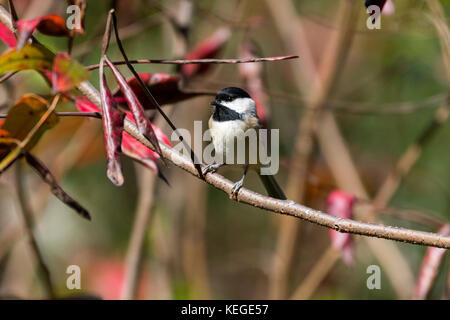 A black-capped chickadee perches on a tree branch. Stock Photo