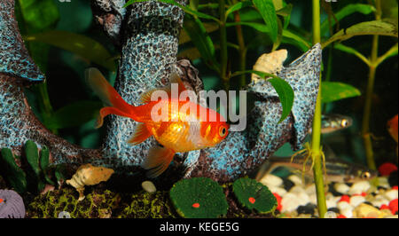 Goldfish and seashells in aquarium side view Stock Photo