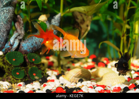 Two Goldfish swimming in aquarium by the sea shells Stock Photo