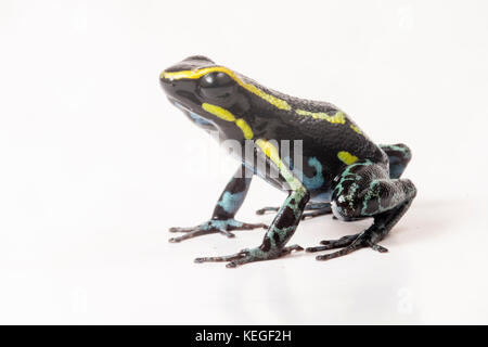 Sky blue poison frog (Hyloxalus azureiventris) is a rare poison frog only found in a small portion of Peru. It is considered to be endangered. Stock Photo