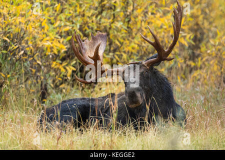 Trophy bull moose during autumn rut in Wyoming Stock Photo