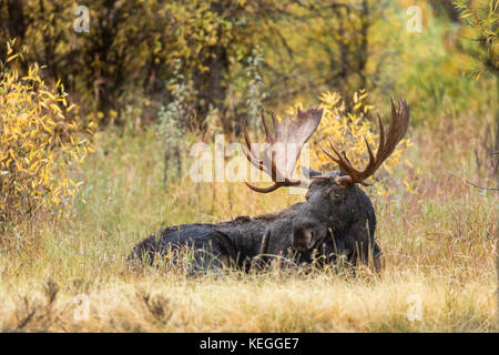 Trophy bull moose during autumn rut in Wyoming Stock Photo