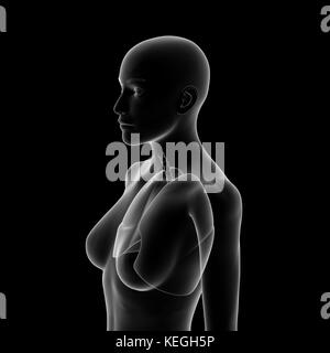 Lung, Human Female Body Stock Photo