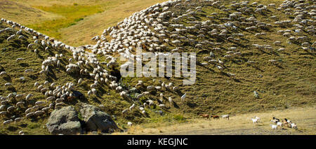Mountain sheep and goats in Val de Tena at Formigal in Spanish Pyrenees mountains, Spain Stock Photo