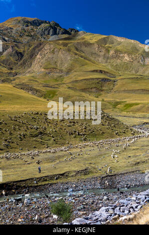 Mountain sheep and goats with shepherd in Val de Tena at Formigal in Spanish Pyrenees mountains, Spain Stock Photo