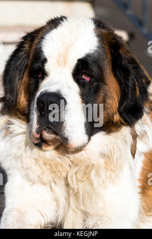 St Bernard rescue dog in the Spanish Pyrenees mountains, Northern Spain Stock Photo