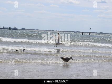 Seagulls on the sea flying over water Stock Photo