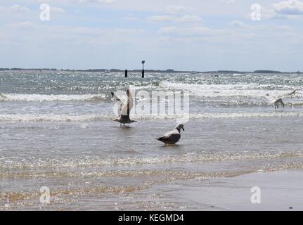 Seagulls on the sea flying over water Stock Photo