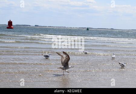 Seagulls on the sea flying over water Stock Photo