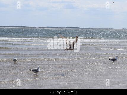 Seagulls on the sea flying over water Stock Photo