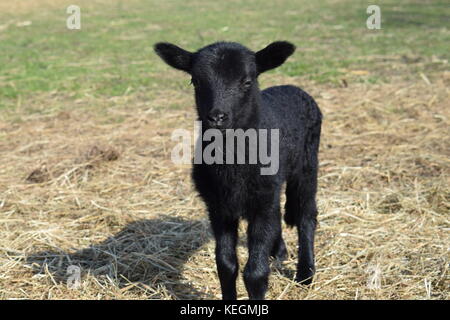 Little lambs baby animals born in spring Stock Photo