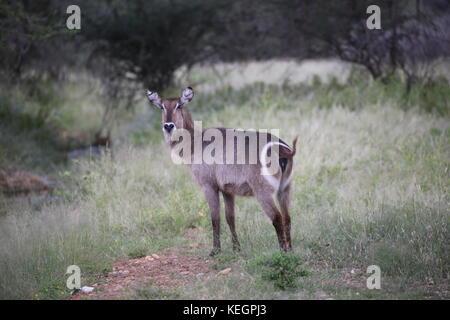 Gazellen und Antilopen in Namibia - Etosha Nationalpark Stock Photo