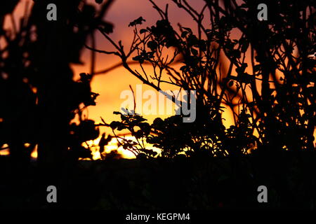 sun through the trees Stock Photo
