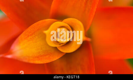 A macro shot looking down into an orange guzmania plant. Stock Photo