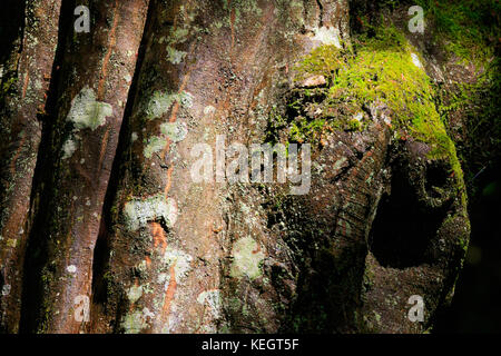 Old Hornbeam tree bark texture closeup with some lihenes and insect damages, Bialowieza Forest, Poland, Europe Stock Photo
