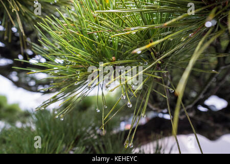 Pinus kesiya, Khasi pine, Benguet pine or three-needled pine Stock Photo