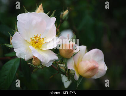 Rose - Sally Holmes Stock Photo