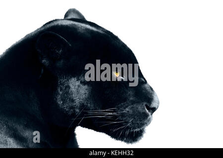 black panther on a white background Stock Photo