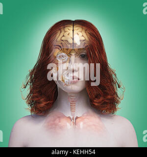 Organs in transparent woman Stock Photo