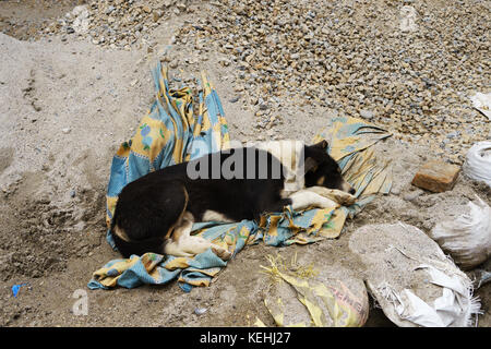 Stray dog sleeping on a pile of rubble. Bhaktapur, Nepal. Stock Photo