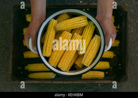 Hands holding a pot of corn on cob Stock Photo
