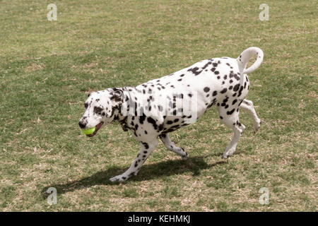 Dalmatian running in field with tennis ball Side view profile front © Myrleen Pearson Stock Photo