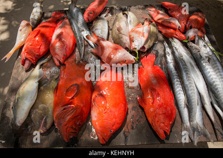 Sales man holding Fresh raw barracuda fish in market Stock Photo - Alamy