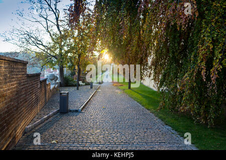 Sun shining over road, path, walkway through forest. Sunset Sunrise In Autumn Coniferous Forest Trees. Panorama. Stock Photo