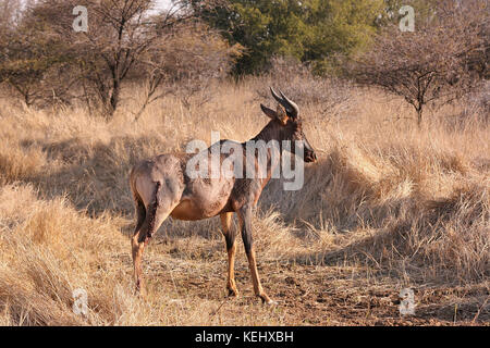 Tsessebe Antelope standing in Limpopo Province, South Africa Stock Photo