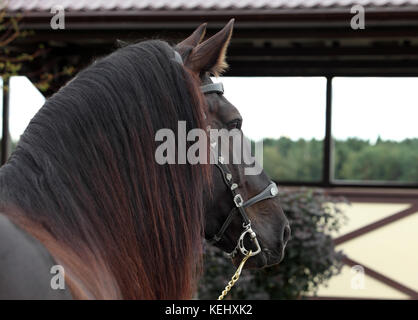 Percheron, 5 years old, a breed of draft horse, against farm background Stock Photo