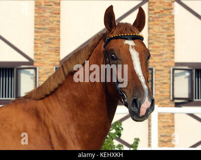 Bay Trakehner Horse with classic bridle Stock Photo