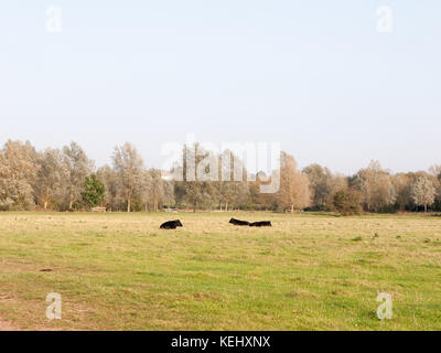 three black dairy farm cows resting in field autumn overcast; essex; england; uk Stock Photo