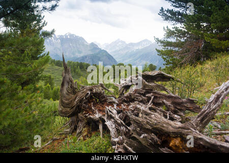 landscape with a weathered tree stump in a pine tree mountain forest, Altai, Russia. Stock Photo