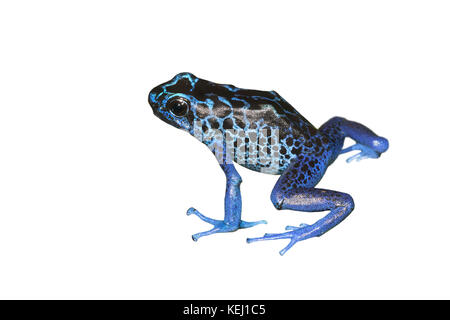 Dyeing poison dart frog (Dendrobates tinctorius), isolated on white background. Stock Photo