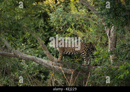 A Jaguar on a tree in North Pantanal, Brazil Stock Photo