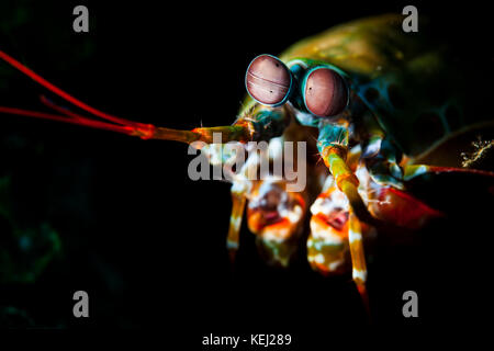 Odontodactylus scyllarus, known as the peacock mantis shrimp, harlequin mantis shrimp, painted mantis shrimp, or clown mantis shrimp Stock Photo
